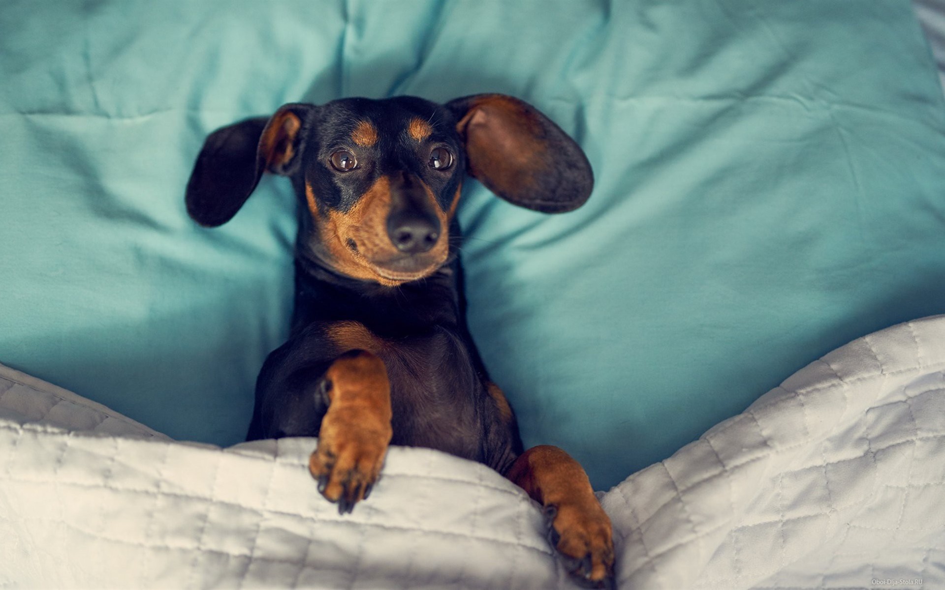 Wallpaper Dachshund, Dog, Sleep In Bed - Dachshund , HD Wallpaper & Backgrounds