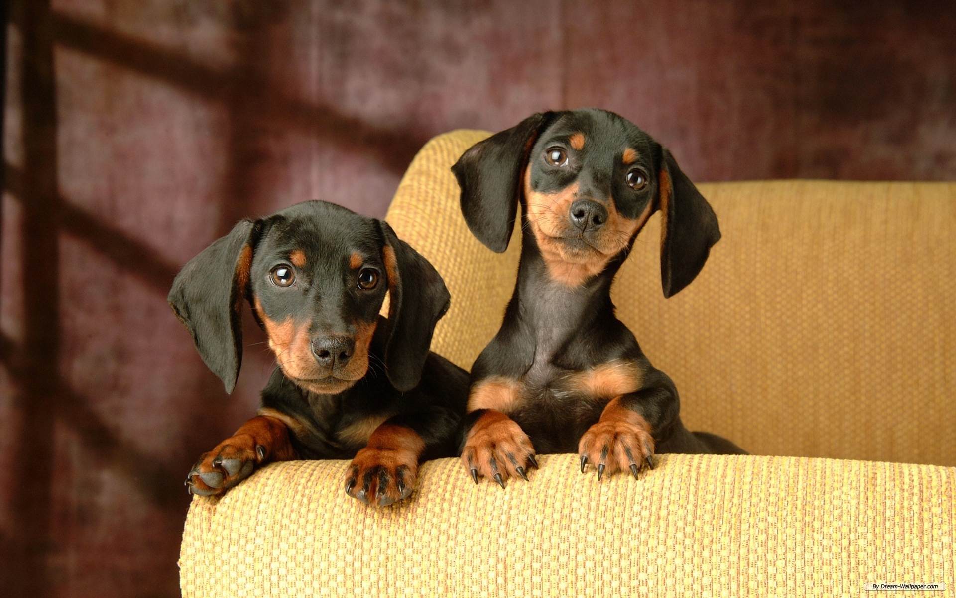 Free Animal Wallpaper - Dachshund Puppies , HD Wallpaper & Backgrounds