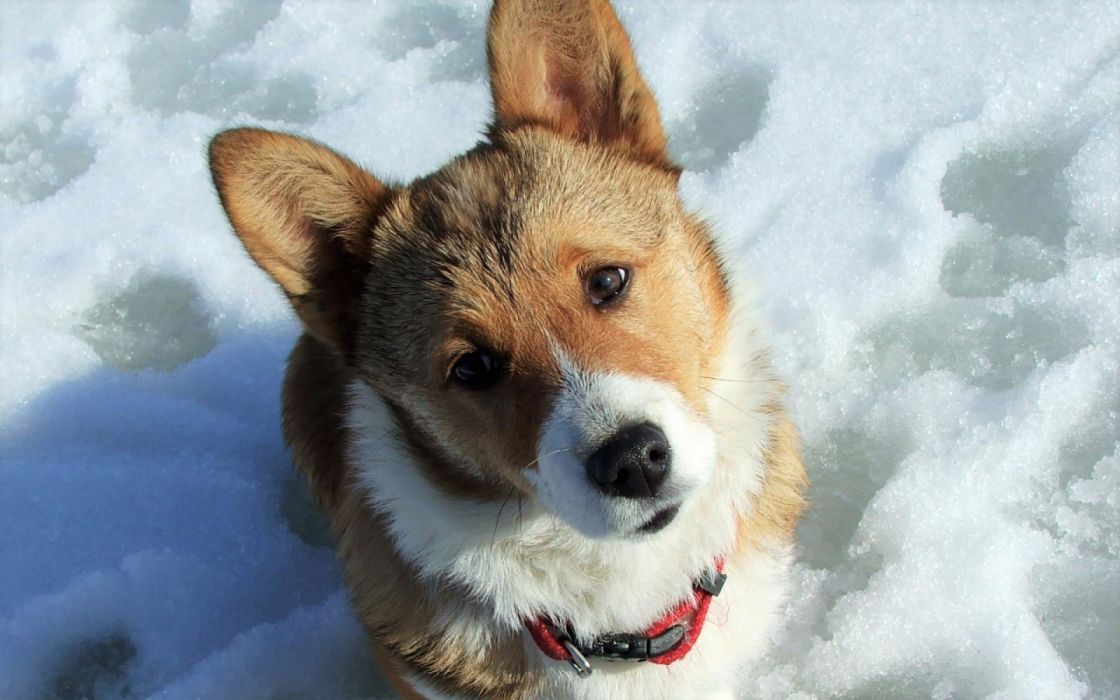 Adorable Animal Cute Dog Welsh Corgi Wallpaper - Dog , HD Wallpaper & Backgrounds