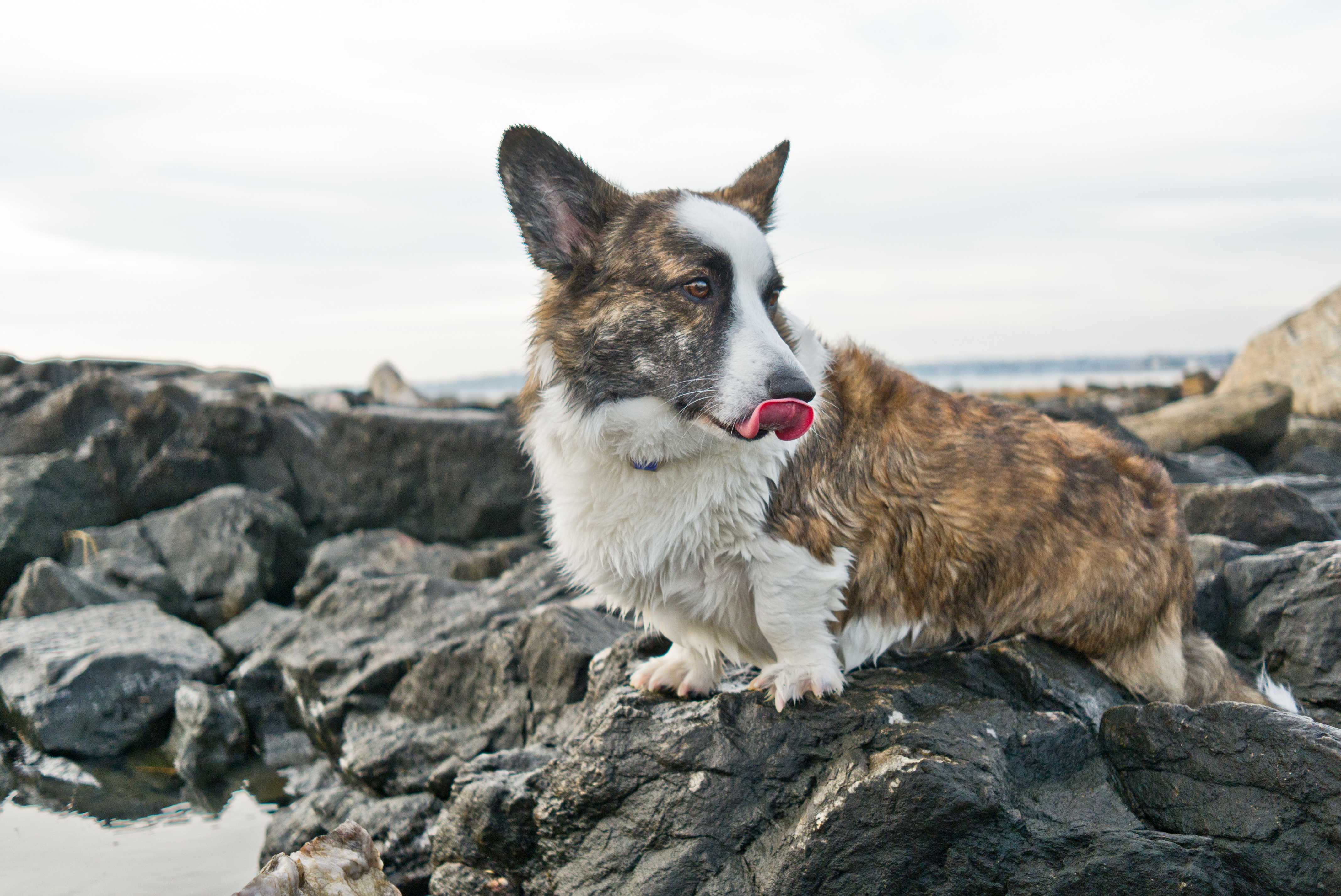 Welsh Corgi Cardigan Dog On The Rock Wallpaper - Cardigan Welsh Corgi , HD Wallpaper & Backgrounds