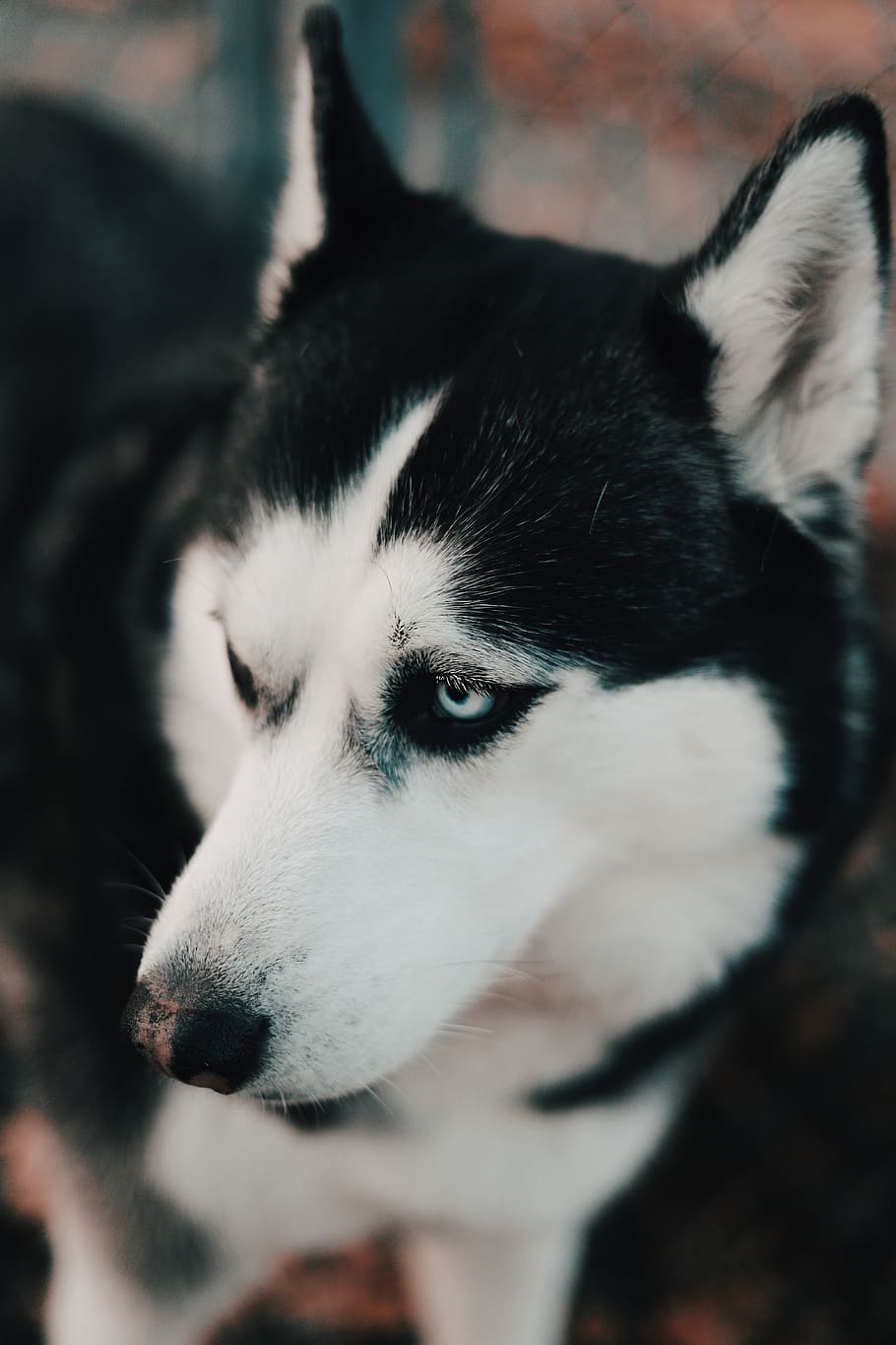 Black And White Alaskan Malamute, Animal, Canine, Dog, - Alaskan Malamute White And Black , HD Wallpaper & Backgrounds