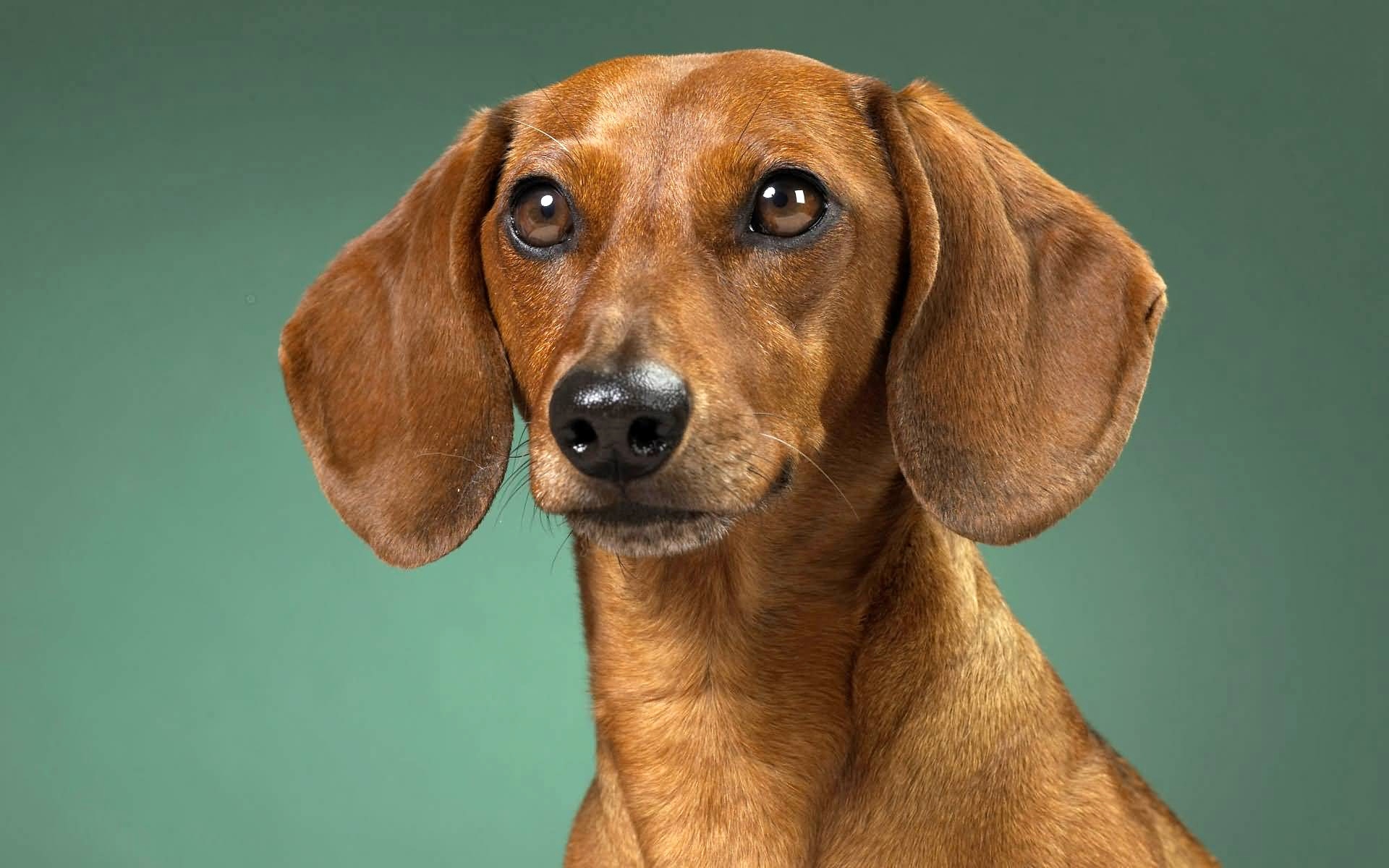 Wiener Dog , HD Wallpaper & Backgrounds