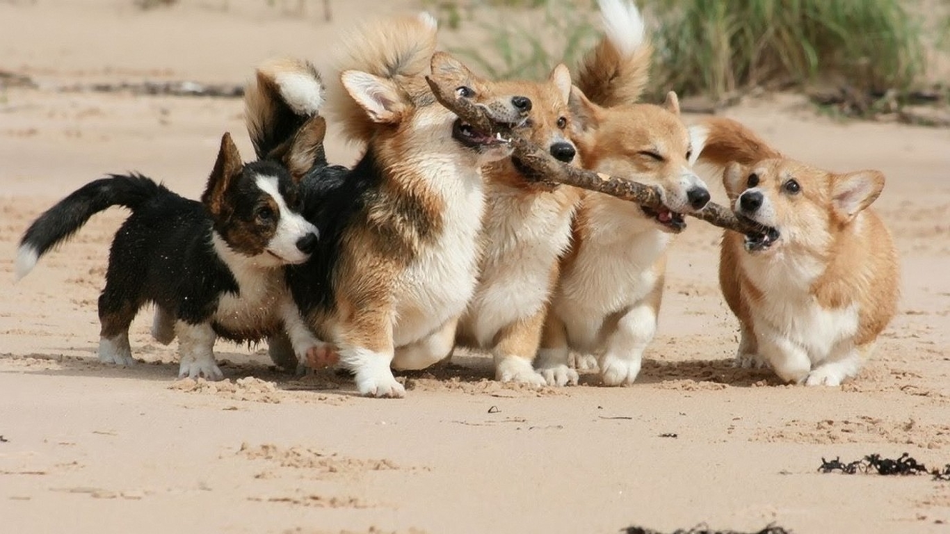Wallpaper - Dogs Carrying Stick Together , HD Wallpaper & Backgrounds