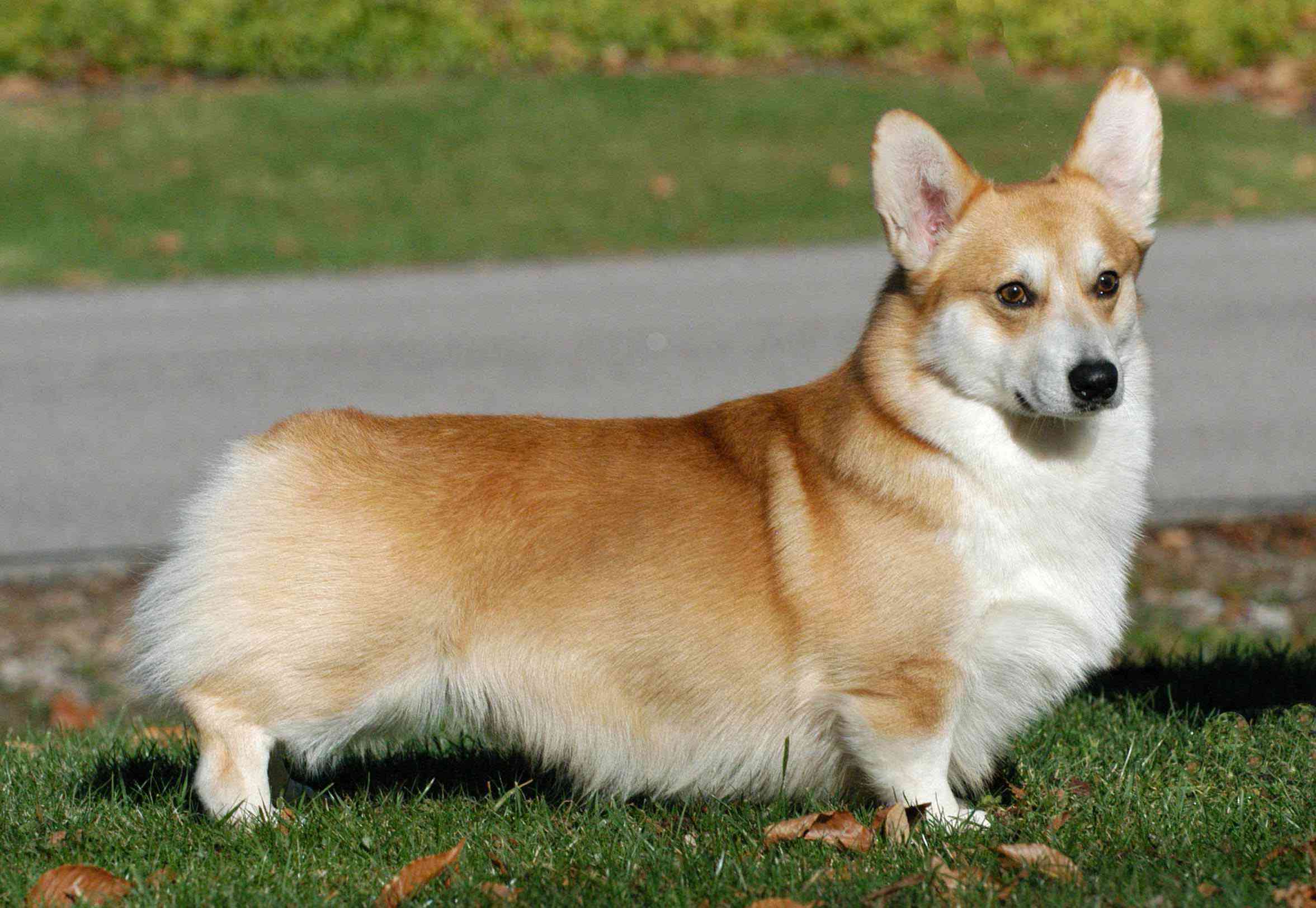 Animal Pictures Of Corgi - Full Grown Corkie Dog , HD Wallpaper & Backgrounds