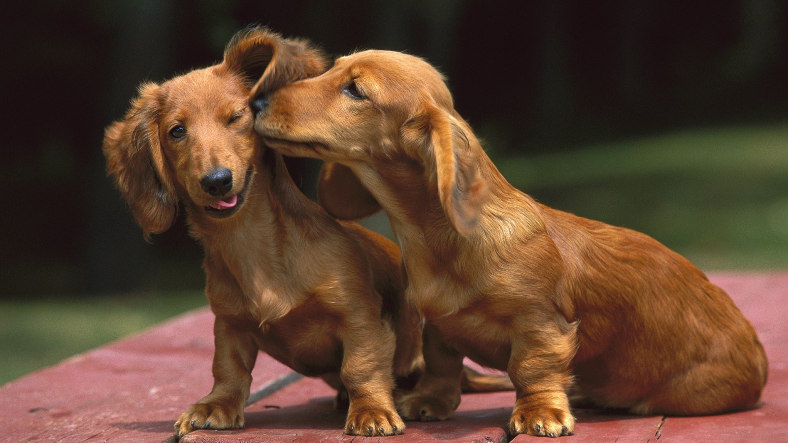 Beautiful Dachshund Dogs Wallpaper - Beautiful Dachshund , HD Wallpaper & Backgrounds