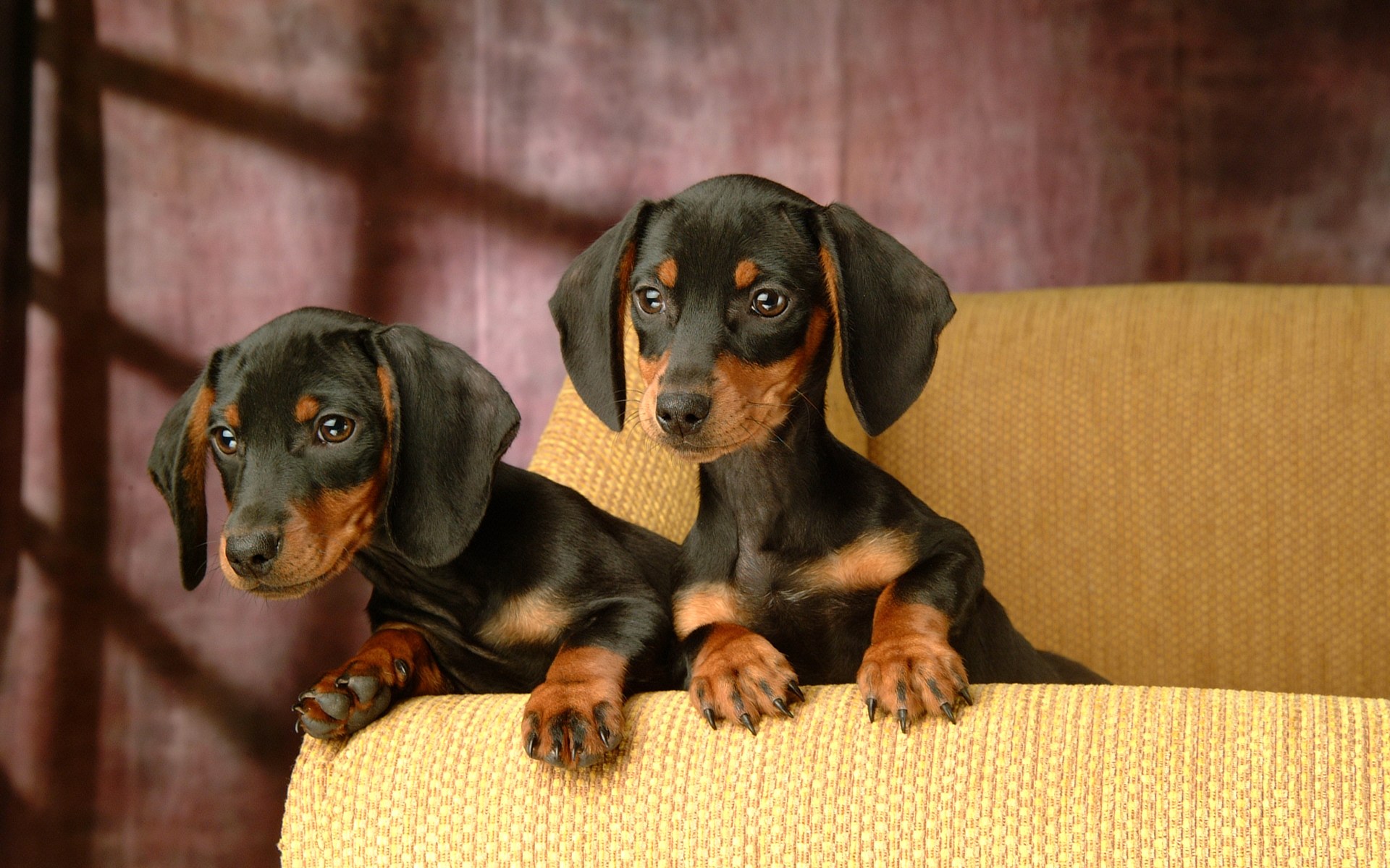 Miniature Dachshund Puppies Wallpapers Puppy Dachshund - Dachshund Puppies , HD Wallpaper & Backgrounds