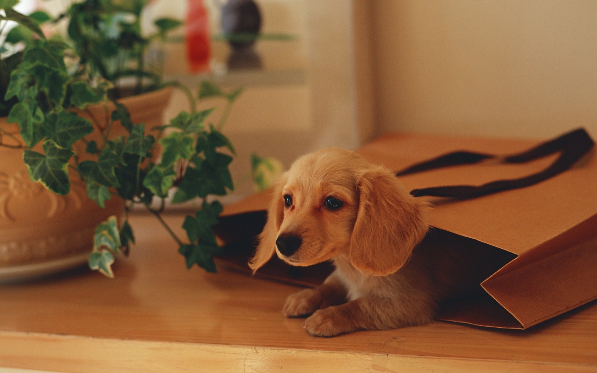 Dog In A Gift Bag , HD Wallpaper & Backgrounds