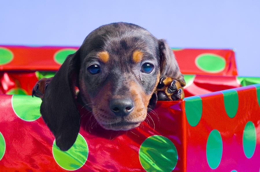 Boxing Day Dachshund Wallpaper - Dachshund In A Box , HD Wallpaper & Backgrounds