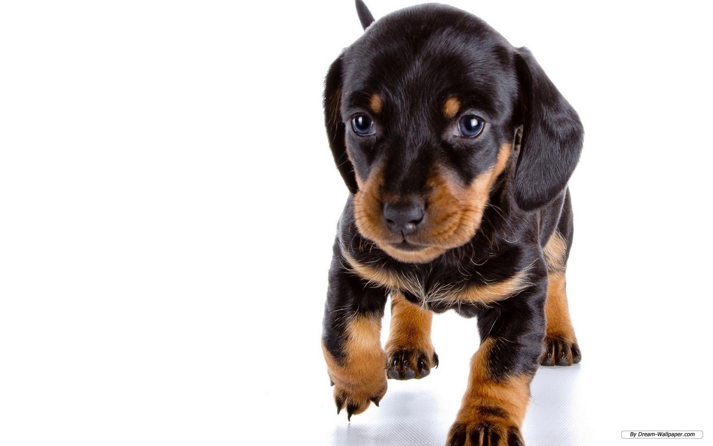 Free Animal Wallpaper - German Dachshund Puppies , HD Wallpaper & Backgrounds