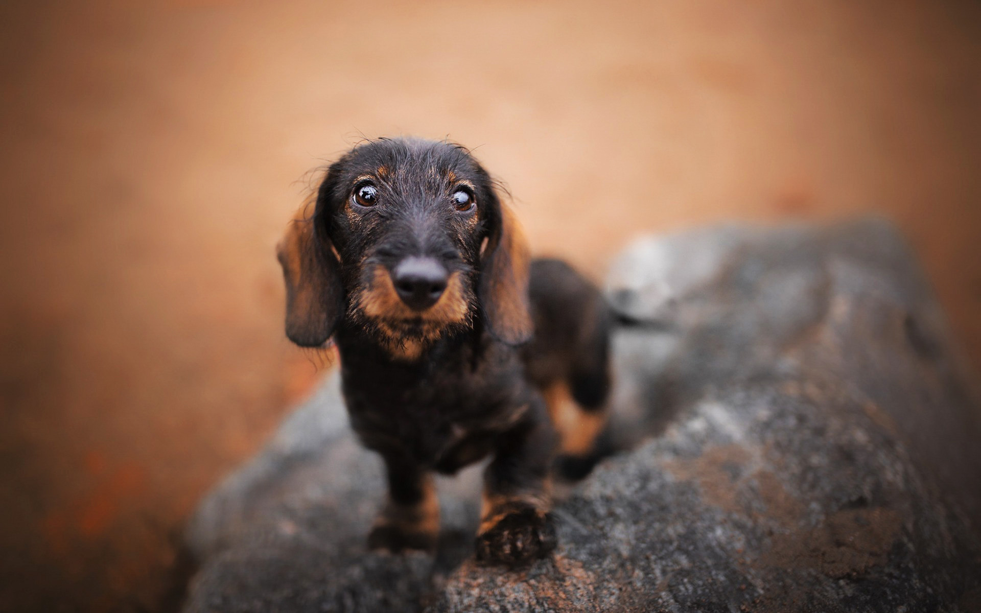 Dachshund, Dogs, Autumn, Bokeh, Close-up, Brown Dachshund, - Dachshund , HD Wallpaper & Backgrounds