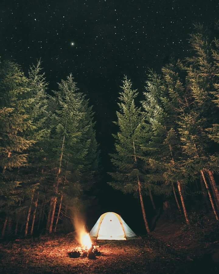 Camping, Forest, And Fire Image - Campfire In Woods At Night (#3013569 ...