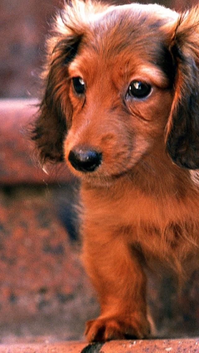Long Haired Weiner Dog Puppy , HD Wallpaper & Backgrounds