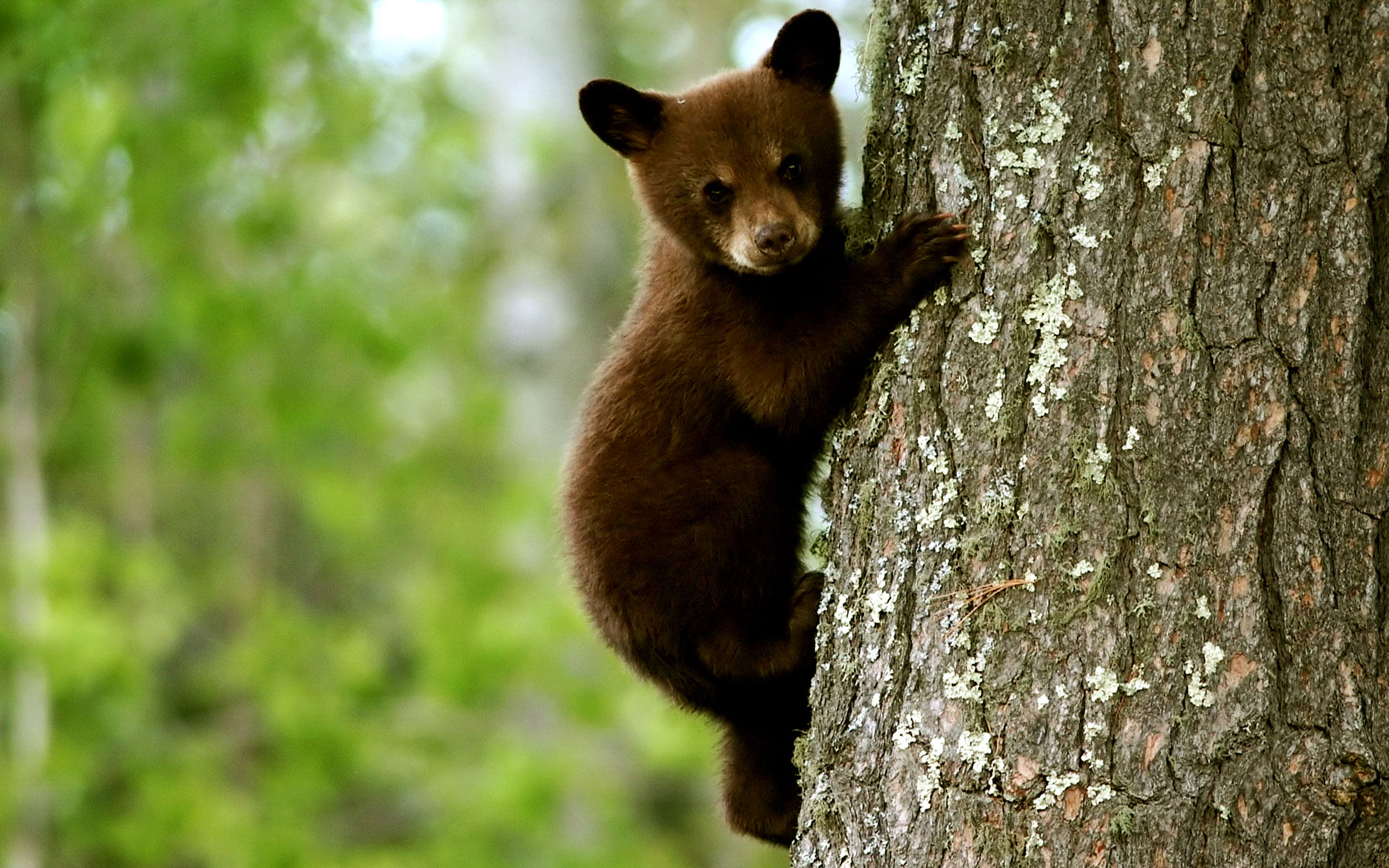 Bear Cub , HD Wallpaper & Backgrounds