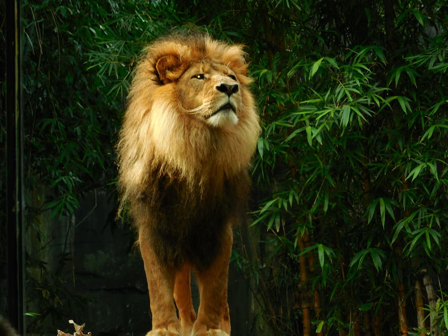 Lion Standing, Lion, Lion, Lion King, King, Animal, - Lion Nature , HD Wallpaper & Backgrounds