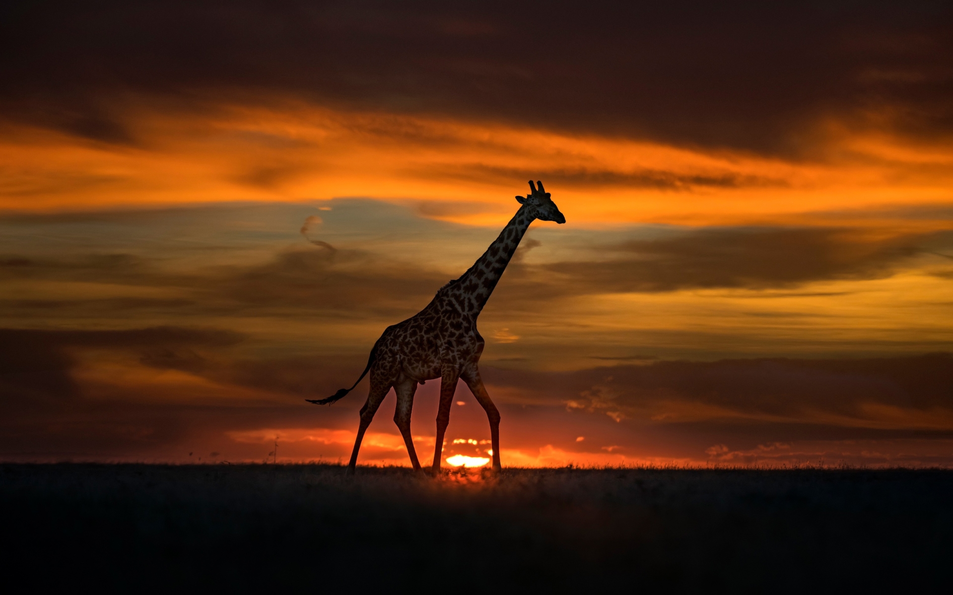 Wallpaper Of Animal, Giraffe, Sunset, Wildlife Background - Wildlife Background , HD Wallpaper & Backgrounds