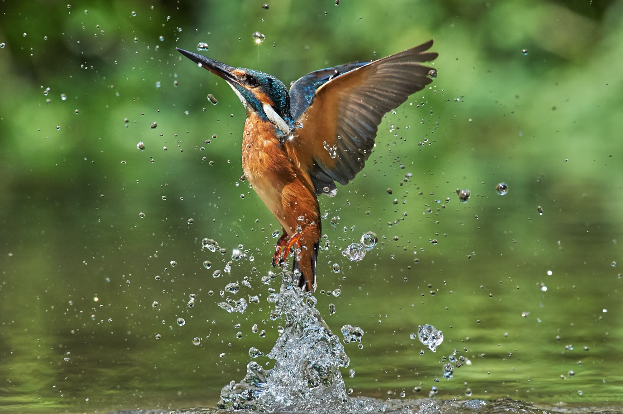 Animal Kingfisher Birds Kingfishers Water Bird Wildlife - Kingfisher Hd , HD Wallpaper & Backgrounds