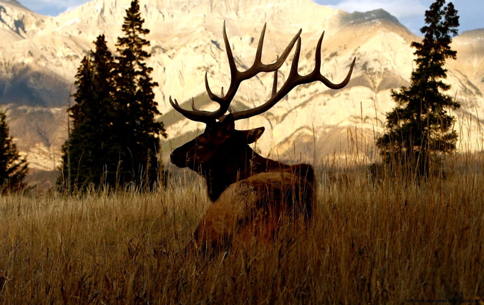 Deer Animals Nature Hd Wallpaper - Hunting Desktop Backgrounds , HD Wallpaper & Backgrounds