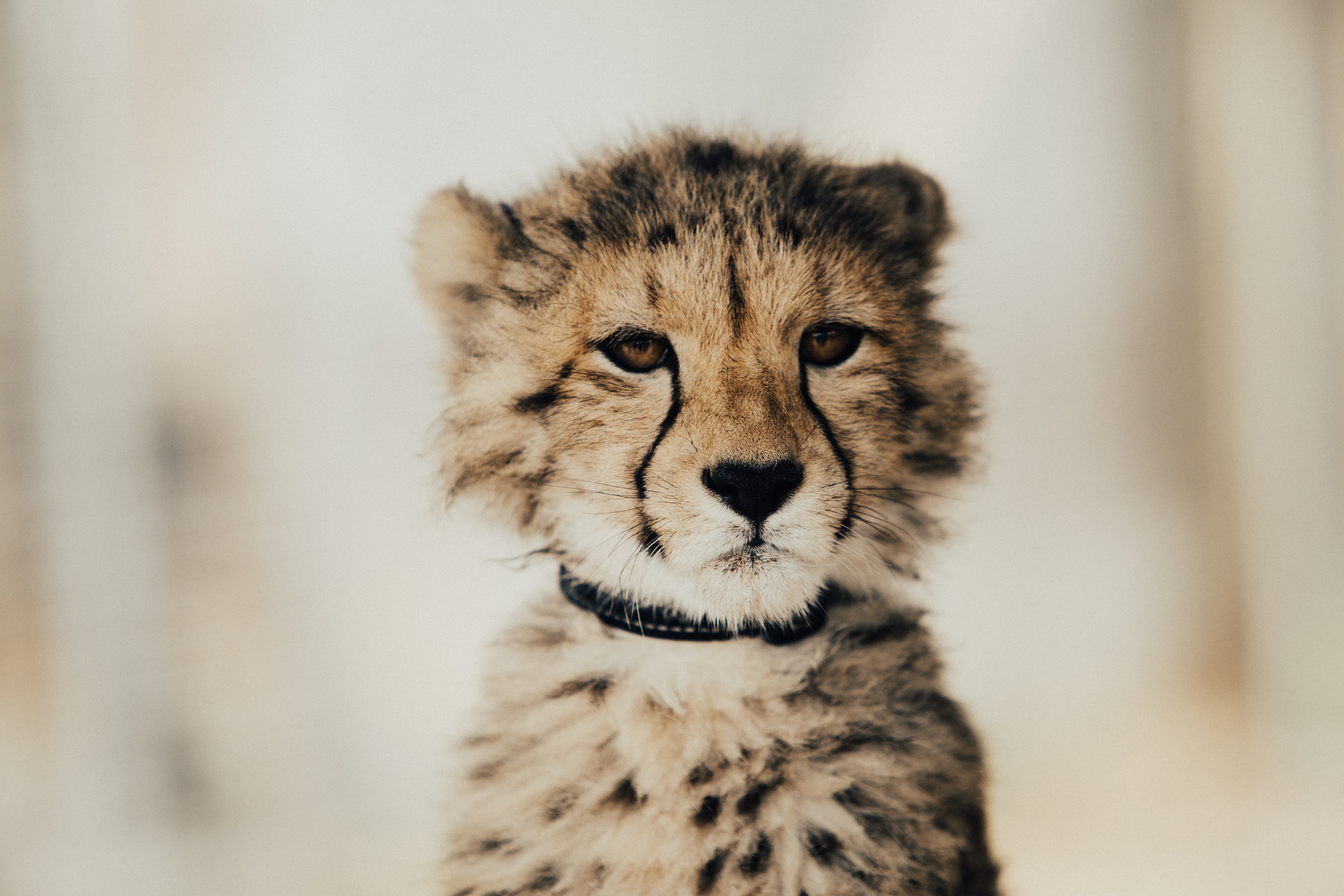 Black Cheetah Hd Wallpaper Backgrounds Download