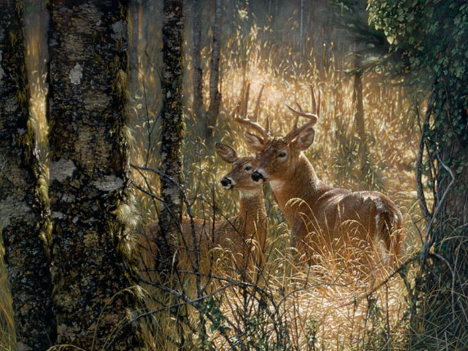John Deere Wallpaperdeer Wallpaper For Computerdeer - Deer Hunting Camo Backgrounds , HD Wallpaper & Backgrounds