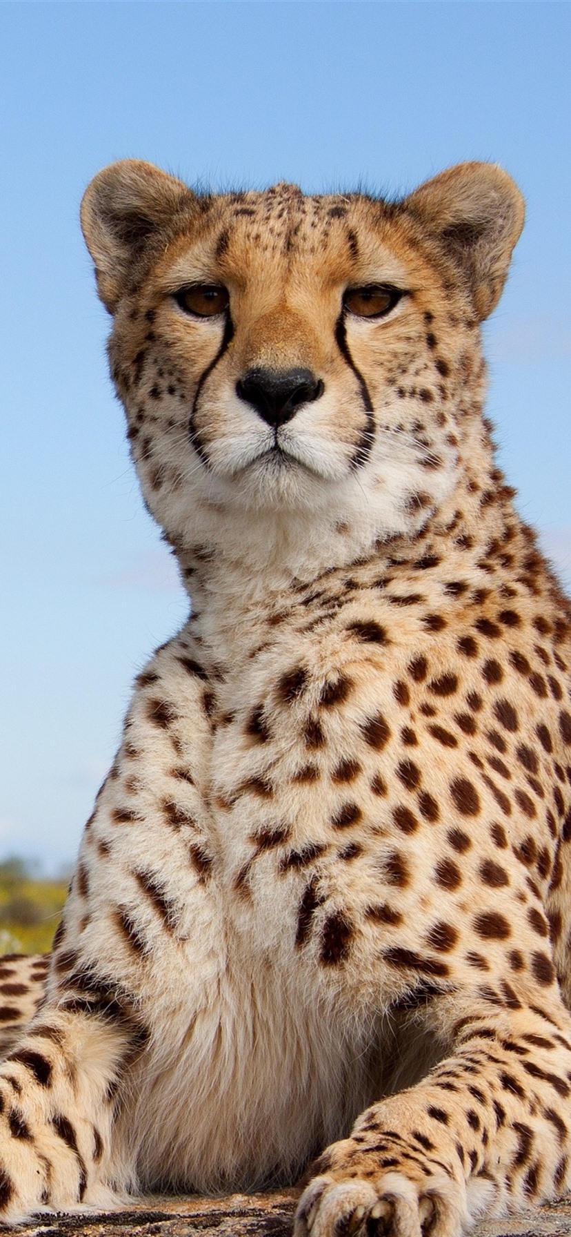 Cheetah Wallpaper Phone , HD Wallpaper & Backgrounds