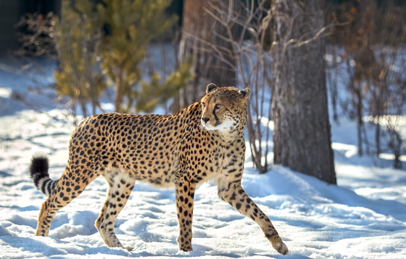 Photo Wallpaper Forest, Snow, Trees, Cheetah - Cheetah In Snow , HD Wallpaper & Backgrounds