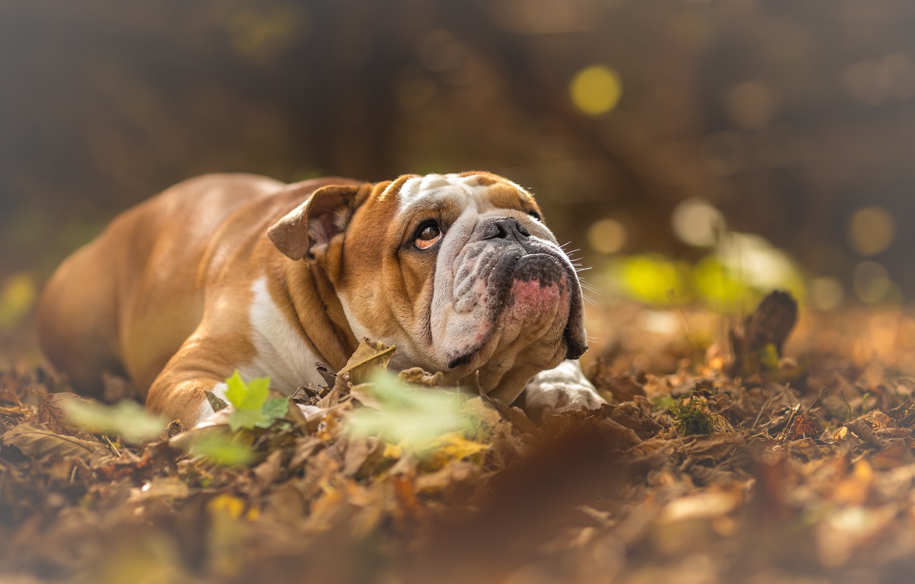 Photo Wallpaper Autumn, Dogs, English Bulldog - English Bulldog , HD Wallpaper & Backgrounds
