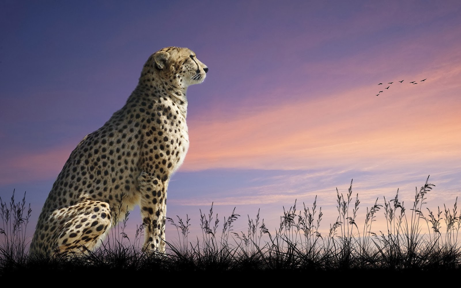 Wallpaper Of A Sitting Cheetah , HD Wallpaper & Backgrounds