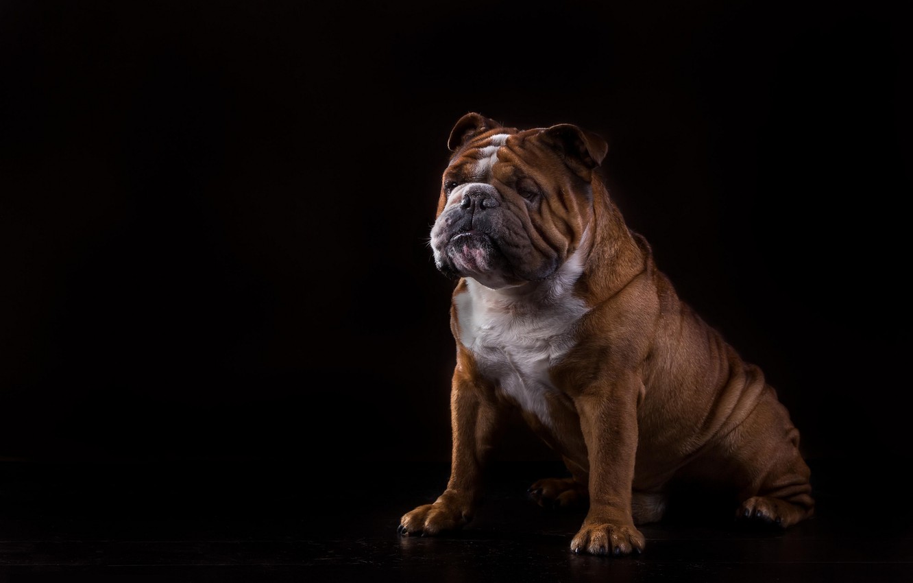 Photo Wallpaper Dog, Bulldog, Black Background, English - Dog , HD Wallpaper & Backgrounds