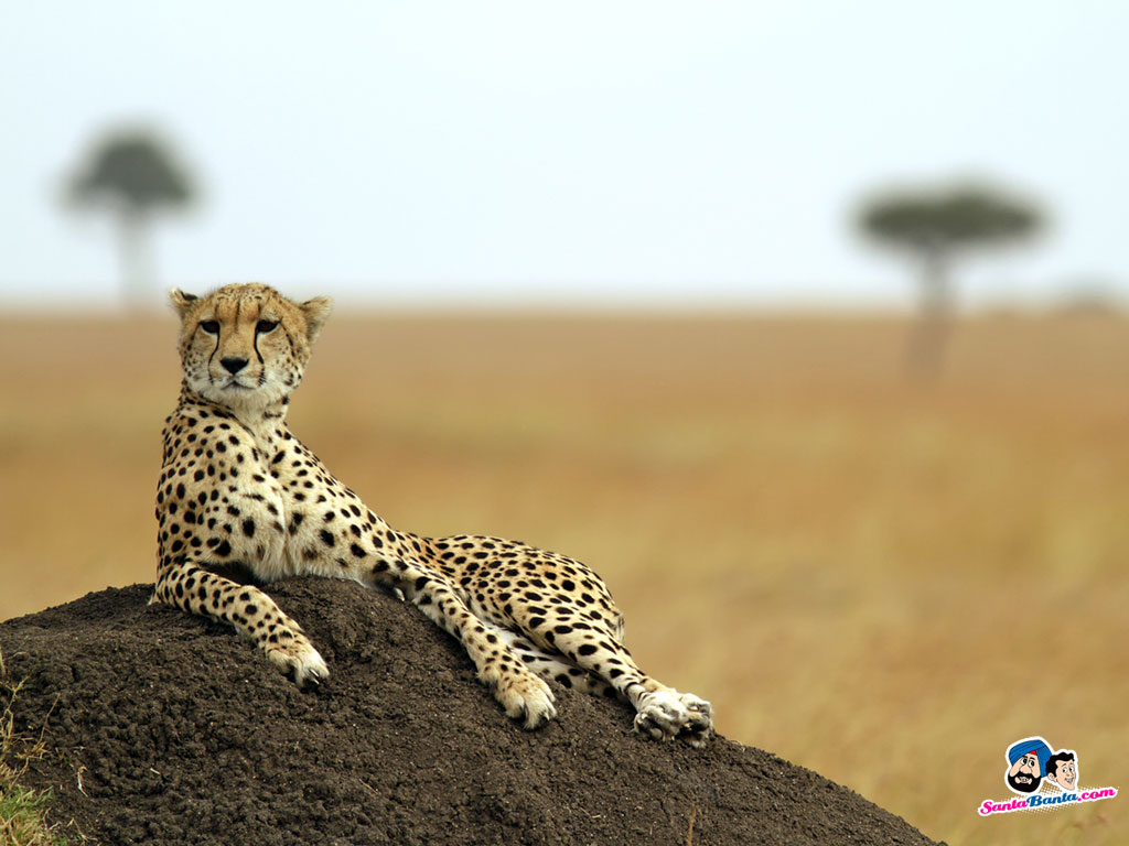 Cheetah - Namibia Cheetah Conservation Fund , HD Wallpaper & Backgrounds