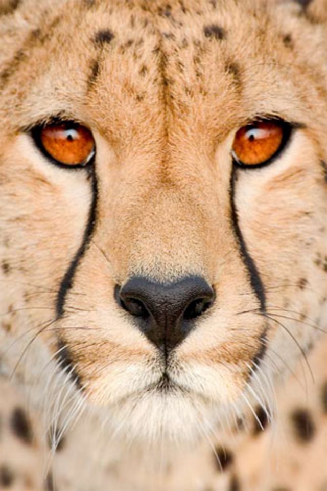 Cheetah Wallpaper - Difference Between Asiatic Cheetah Vs African Cheetah , HD Wallpaper & Backgrounds