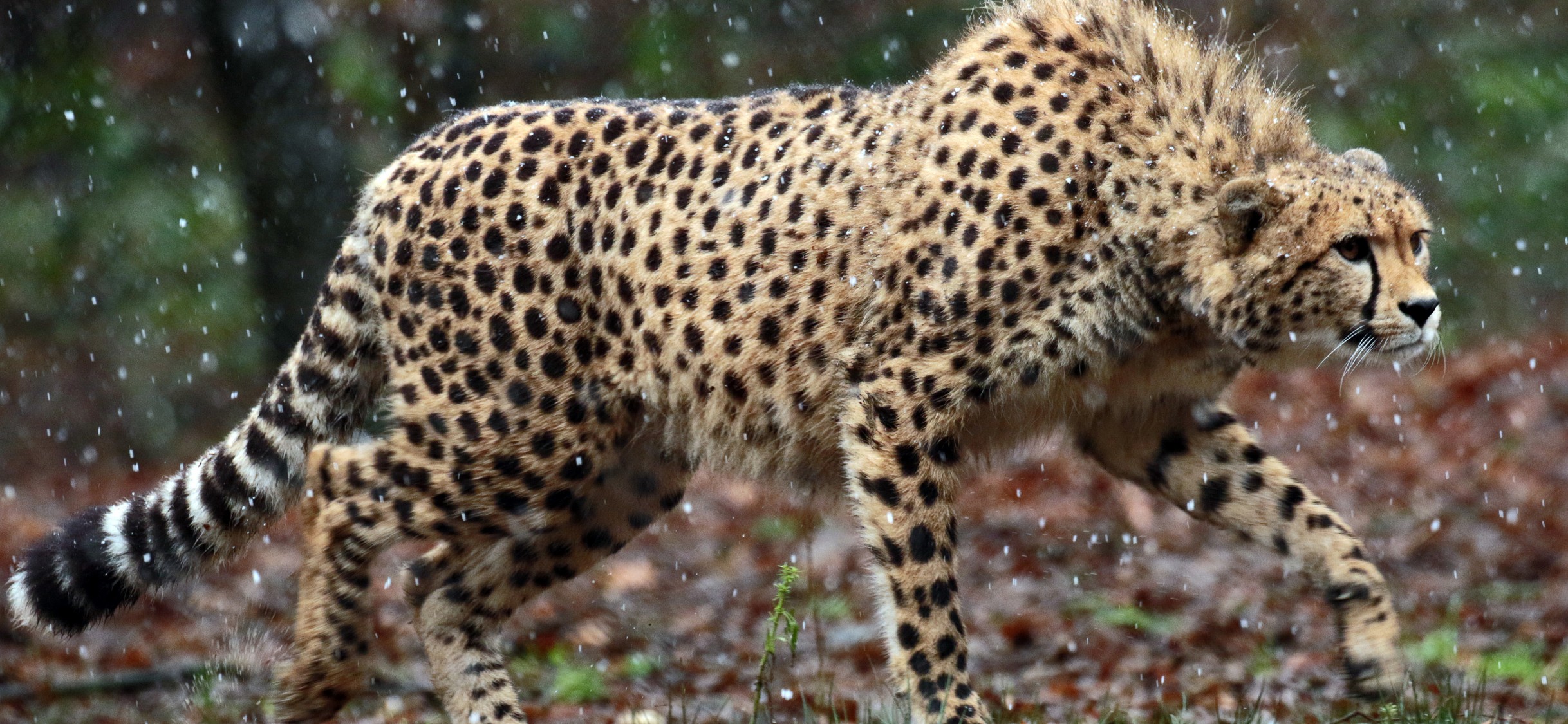 Cheetah 4k , HD Wallpaper & Backgrounds