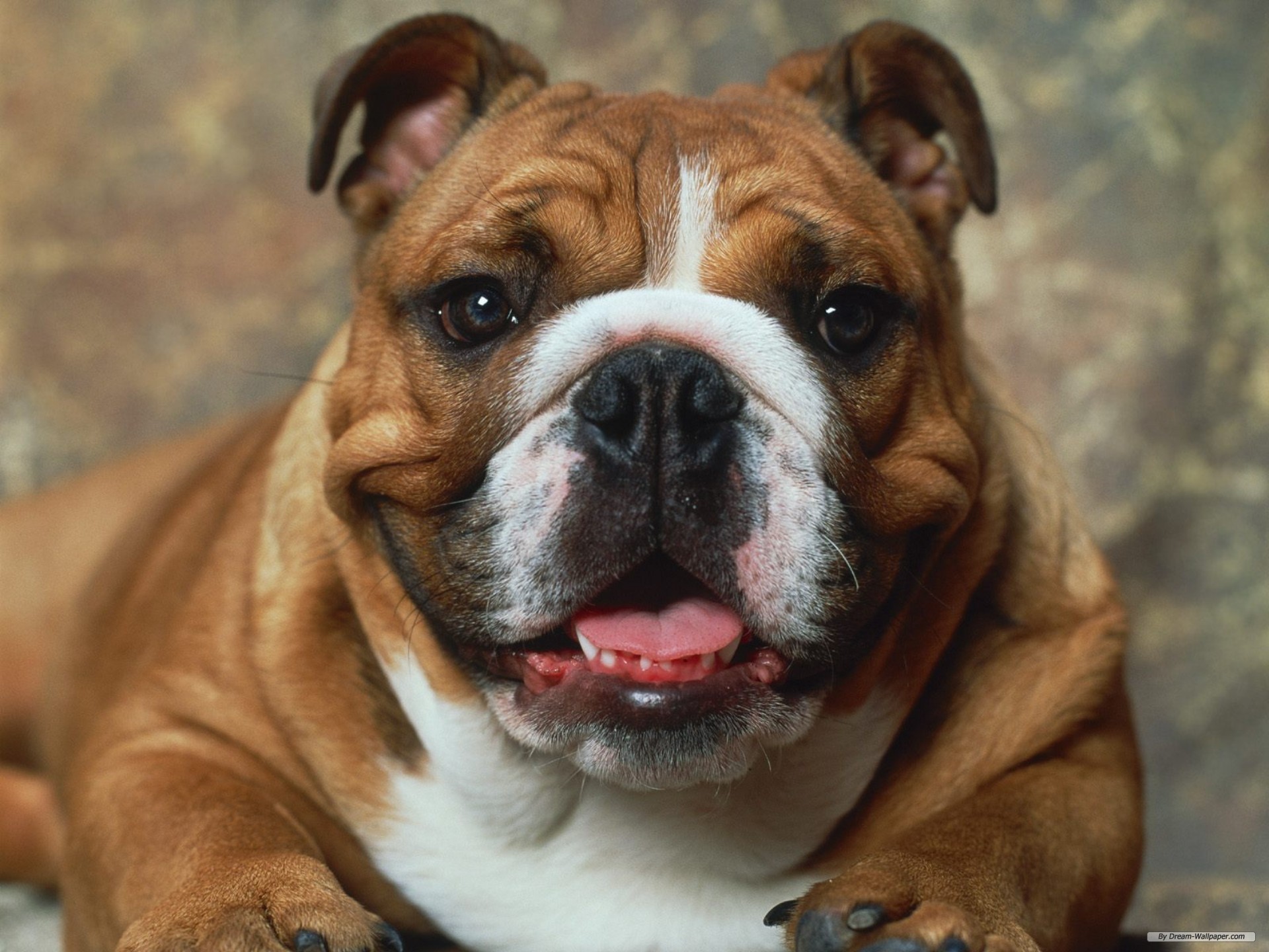 Free Animal Wallpaper - Red Fawn English Bulldog , HD Wallpaper & Backgrounds