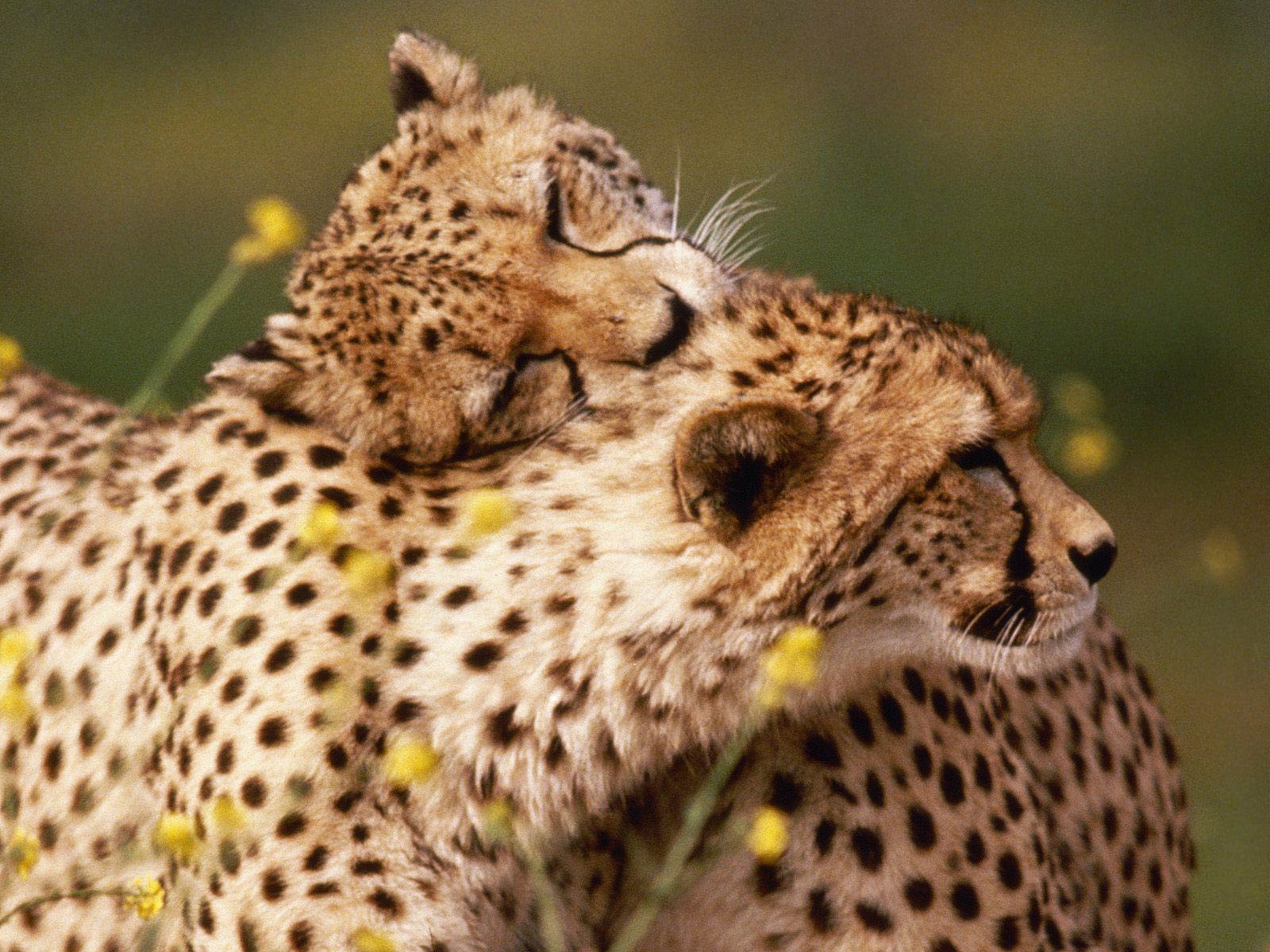 Free Cheetah Wallpaper Wallpapers Download - Male And Female Cheetah , HD Wallpaper & Backgrounds
