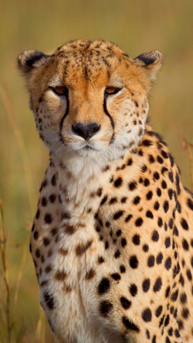 Cheetah Wallpaper For Phone Cheetah Portrait 1136×640 - Cheetah Wallpaper Phone , HD Wallpaper & Backgrounds