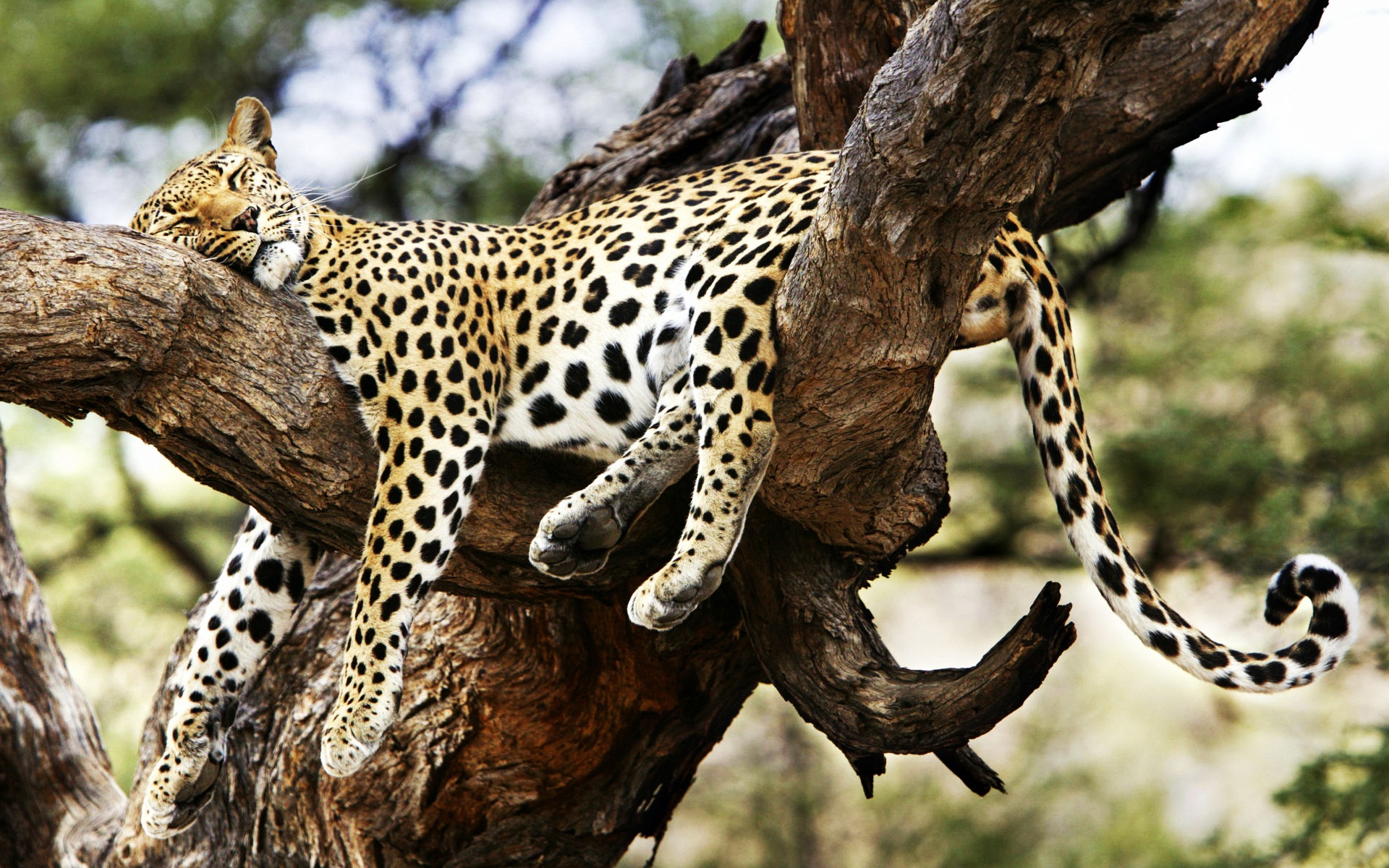 Sleeping Cheetah Wallpapers Hd Wallpapers - Cheetah In Tree , HD Wallpaper & Backgrounds
