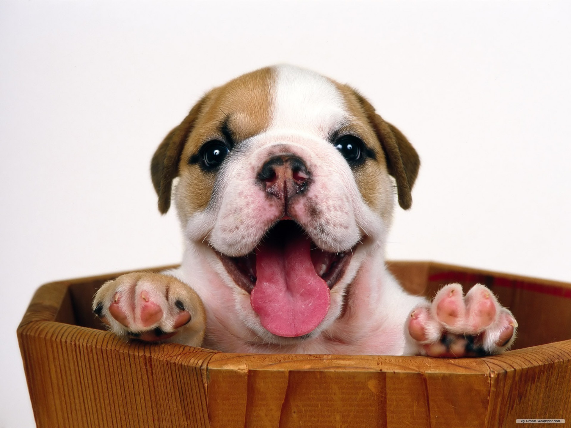 Free Animal Wallpaper - Happy Puppy , HD Wallpaper & Backgrounds