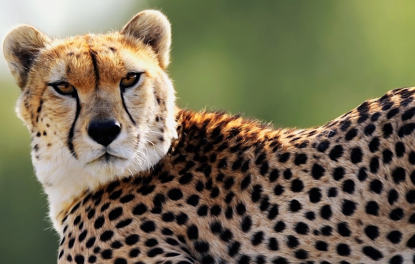 Photo Wallpaper Look, Face, Predator, Spot, Cheetah - Cool Animal Wallpapers Cheetah , HD Wallpaper & Backgrounds