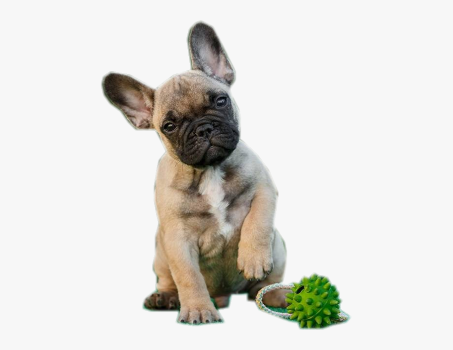 French Bulldog Wallpaper Iphone, Transparent Clipart - French Bulldog Wallpaper Iphone , HD Wallpaper & Backgrounds