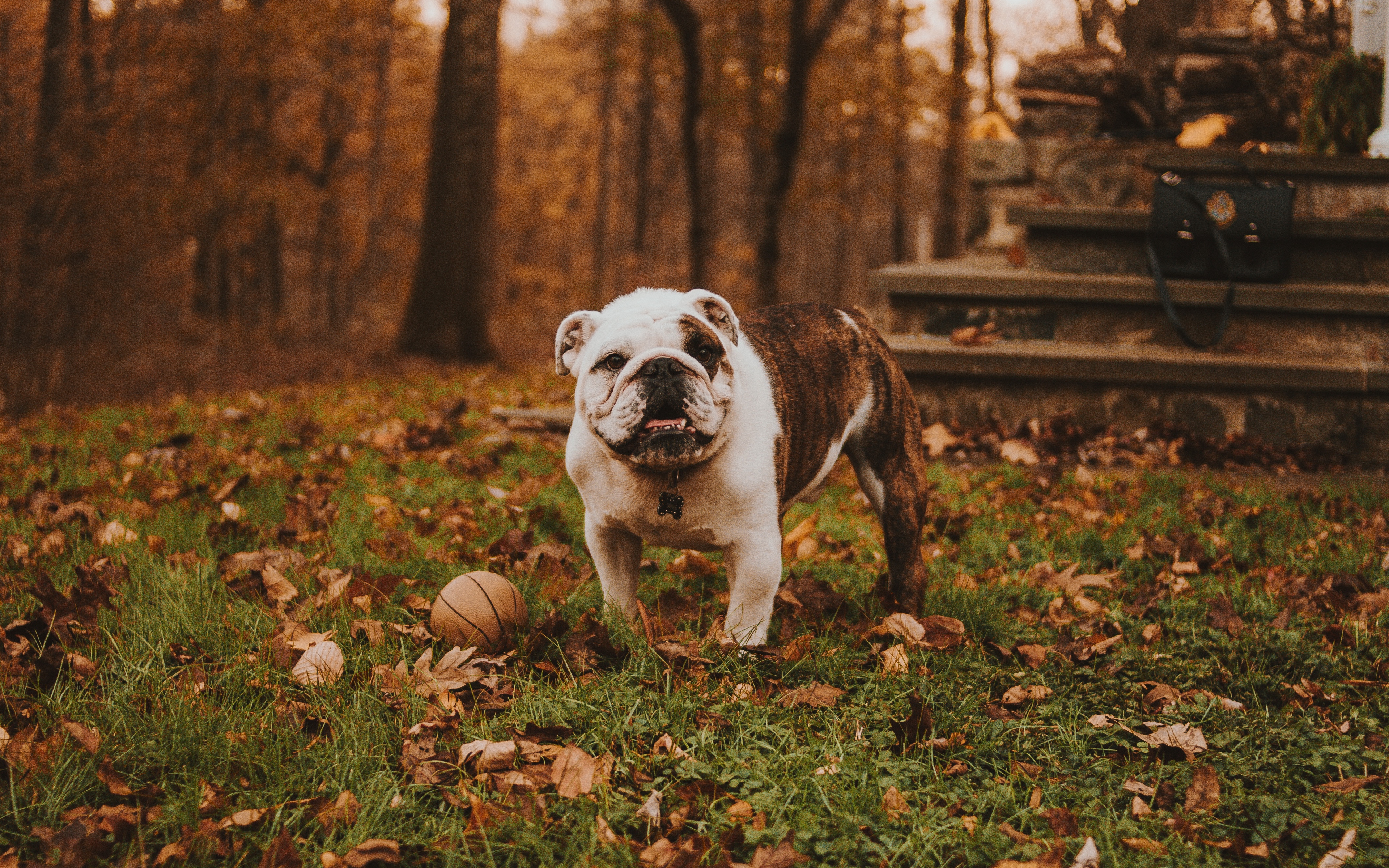 Wallpaper Bulldog, Muzzle, Ball, Autumn, Grass - English Bulldog , HD Wallpaper & Backgrounds