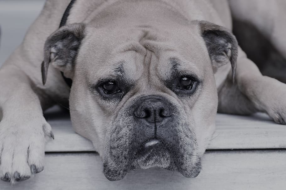 Grayscale Photography Of American Bulldog Lying On - Perro Cansado , HD Wallpaper & Backgrounds