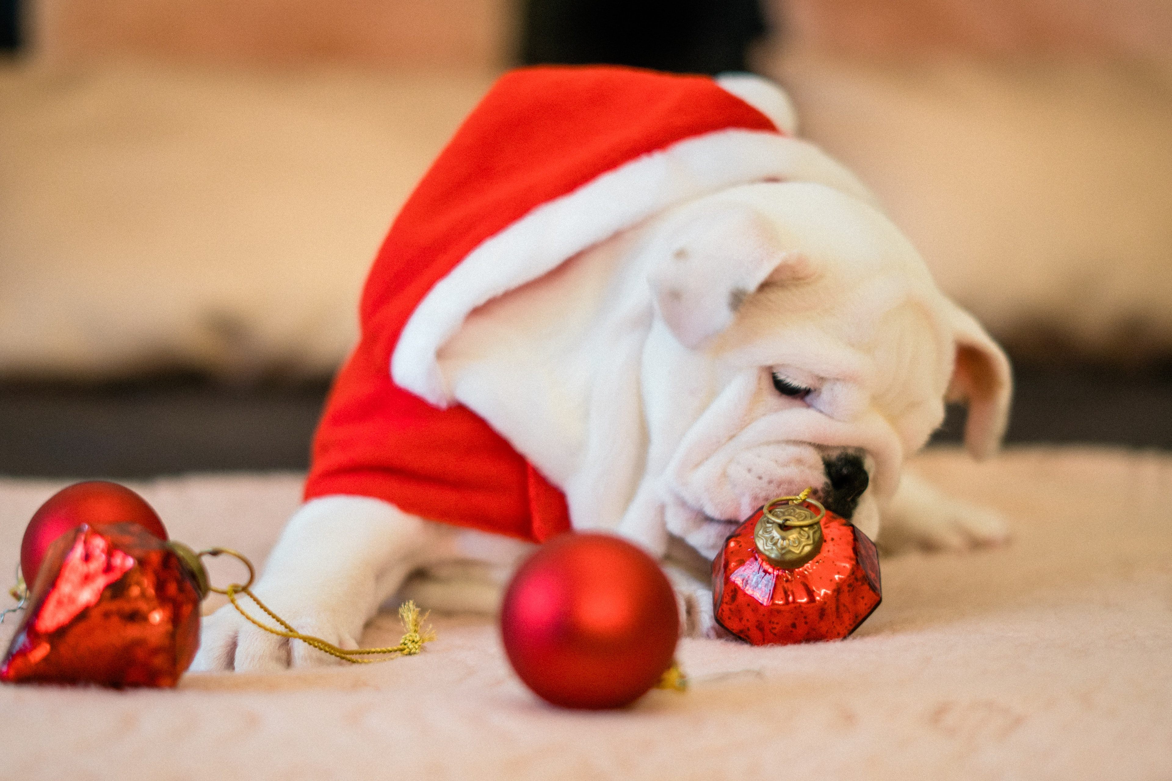 Cute Christmas English Bulldog Wallpaper 4k Resolution - Christmas Bulldog , HD Wallpaper & Backgrounds