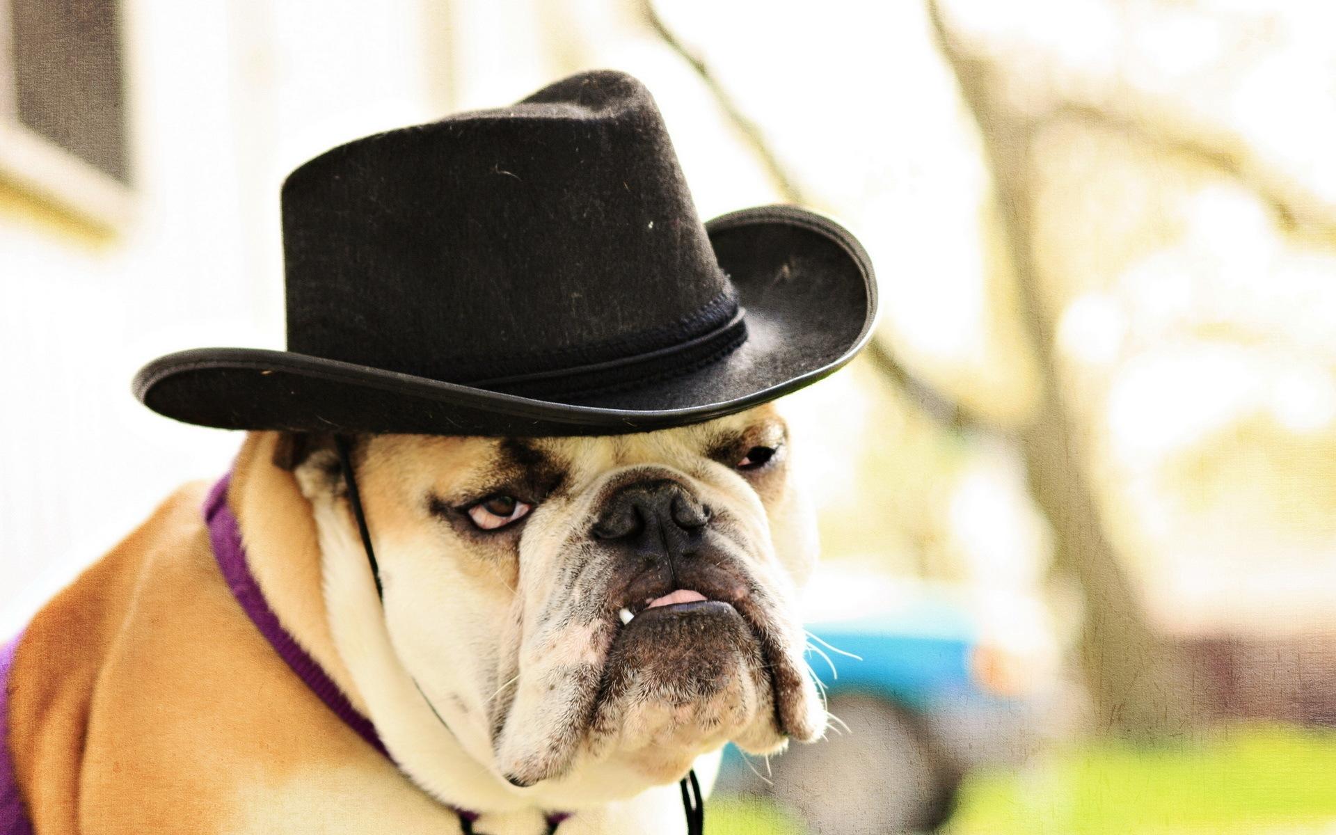 Dog, Bulldog, Hat - Bull Dog With A Hat , HD Wallpaper & Backgrounds