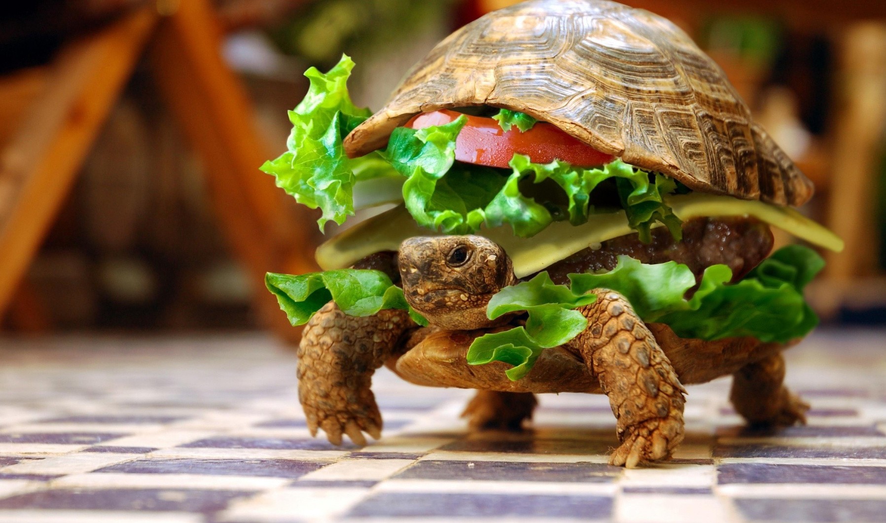 Turtle Burger , HD Wallpaper & Backgrounds