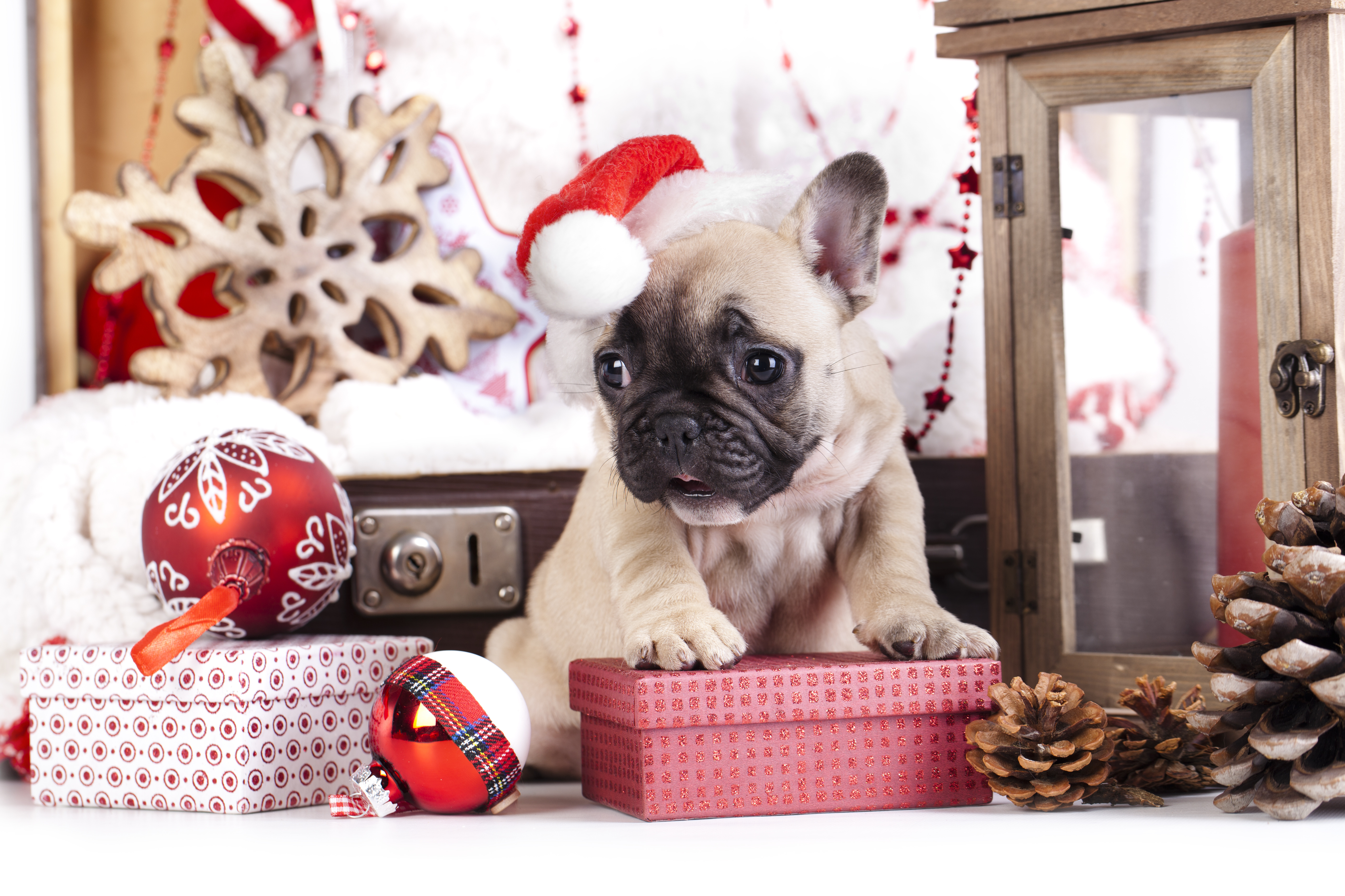 Cute Puppy Cute French Bulldog Christmas , HD Wallpaper & Backgrounds