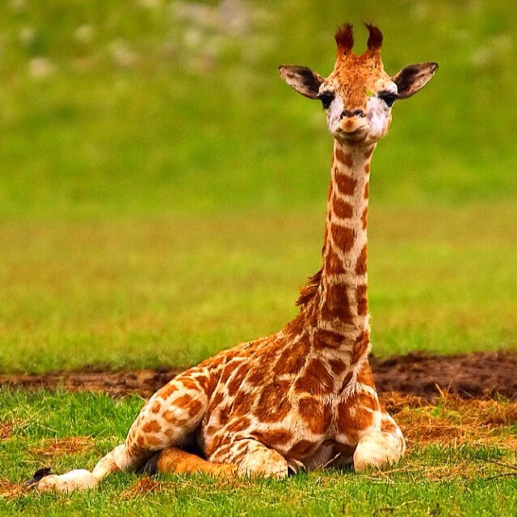 Baby Giraffes Wallpaper Images For Android 
 Data-src - New Year's Resolution Be More Awesome Than Last Year , HD Wallpaper & Backgrounds