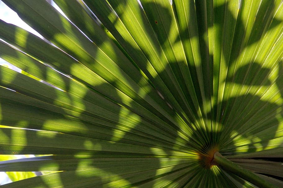 Palm Fronds, Wedel, Leaf, Plant, Green, Palm Tree, - Palm Trees , HD Wallpaper & Backgrounds