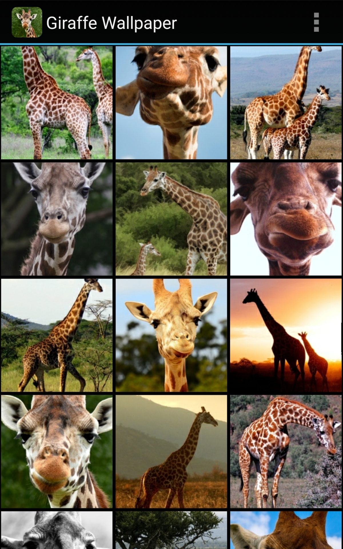 Giraffe , HD Wallpaper & Backgrounds
