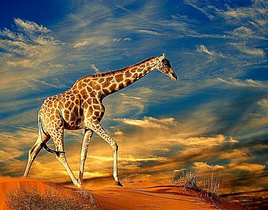 Giraffe Hd Wallpapers Giraffe Animal Pictures Cool - Life Lessons From A Giraffe , HD Wallpaper & Backgrounds