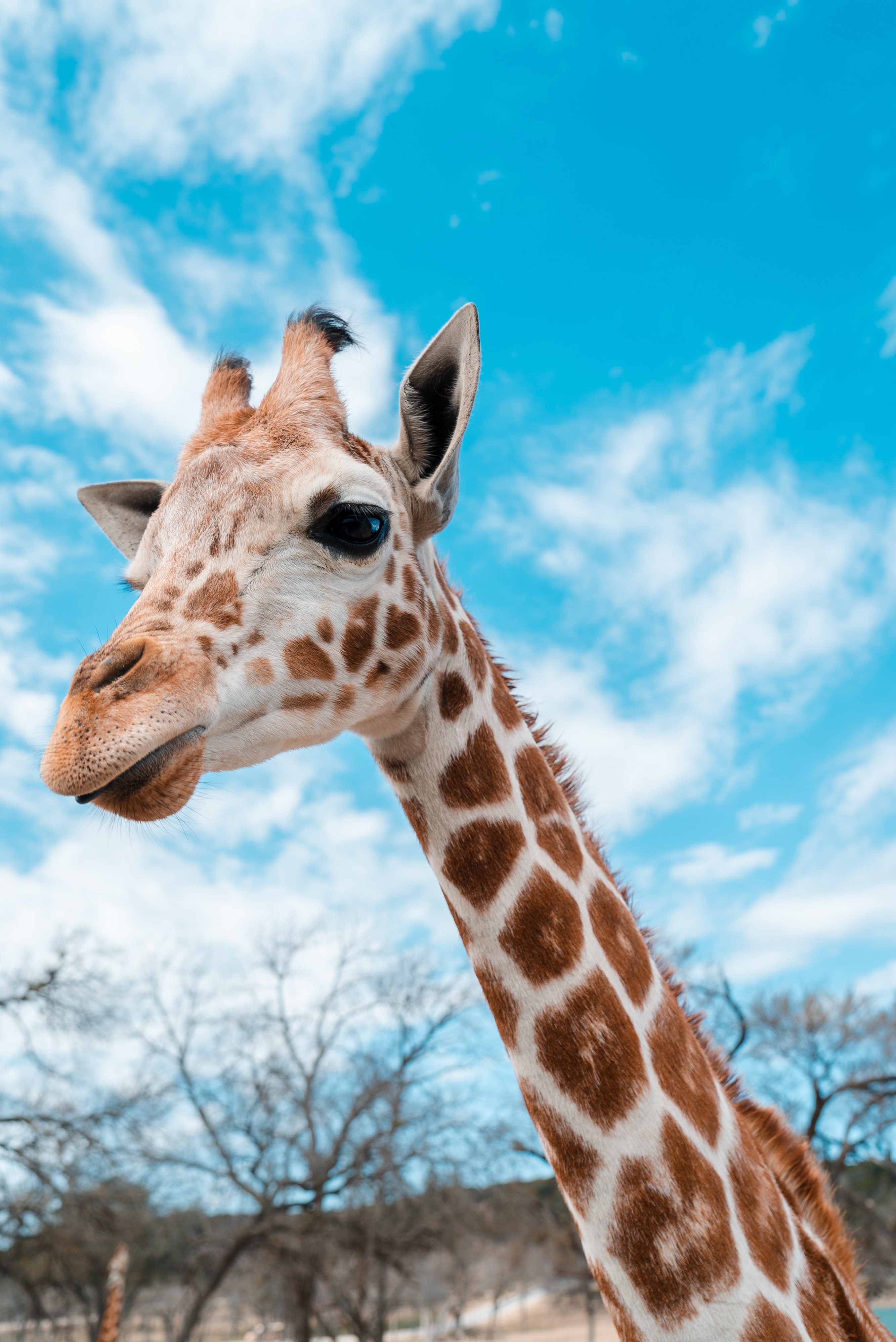 Giraffe Photography , HD Wallpaper & Backgrounds