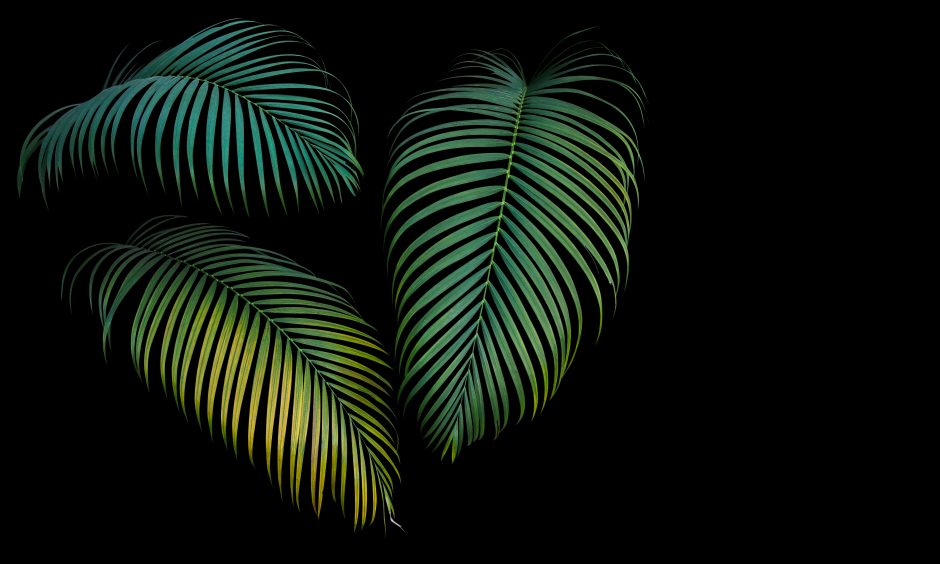 Green And Yellow Palm Leaves - Tropical Leaf Black Background , HD Wallpaper & Backgrounds